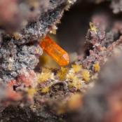 Orange mimetite and unknown yellow crystals from Sammy Dog Mine, Pima Co., AZ
FOV: 1.52 mm