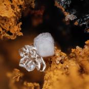 Quartz & Fluorite from Site 2D, Blue Bell Mine, San Bernardino Co., CA
FOV: 1.72 mm