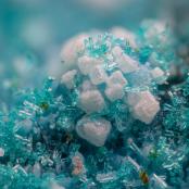 Dioptase and calcite on chrysocolla from Blue Bell Mine, San Bernadino Co., CA
FOV: 1.89 mm