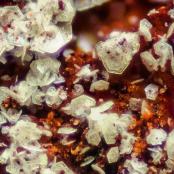 Plumbogummite Group and Carminite from Silver Coin Mine
FOV: 0.262 mm
