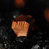 Native Copper from Ray Mine, Mineral Creek Dist., Pinal Co., AZ
FOV: 1.34 mm