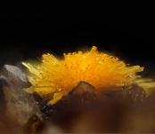 Boltwoodite from Goanikontes Claim, Goanikontes, Swakopmund Dist., Erongo Region, Namibia
FOV: 2.76 mm